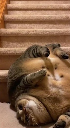 The Ultimate Mega Chonk Slide! 🐱📉 #shorts #cats #chonkycat #absoluteunit #funnycats #cute