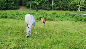1.8K views · 225 reactions | Enjoying the early evening with Mommy Tierra and her daughter Rose | Turtle Island Preserve | Facebook
