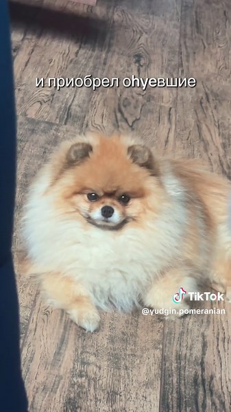 #шпиц #собаки #шпицмишка #песики #dogtok