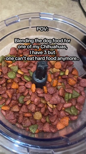 Chihuahua Dental Care: Tips for Picky Eaters