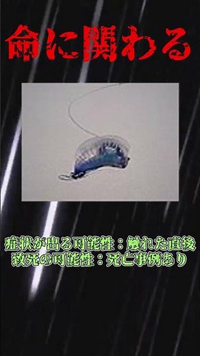 【注意】そのカツオノエボシ、命に関わるかもしれない #毒