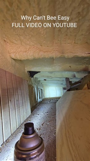 63K views · 3.5K reactions | Bee Easy #killerbeeguy #invasivespecies #killerbee #honeybee | Killer Bee Guy | Facebook