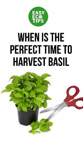 11K views · 2.5K reactions | Growing you own basil is the best way to...