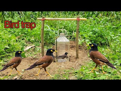 Simple Bird Trap Technology Make from Bottle Drop down in Hole - Very easy bird trap #Bird #Trap