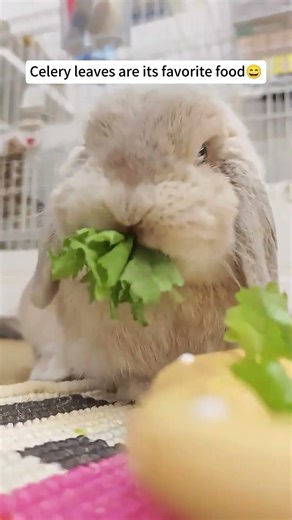 The bunny is eating celery.#rabbit #mycuterabbit #bunny #pets #cute #cuterabbit #animals #petvideos