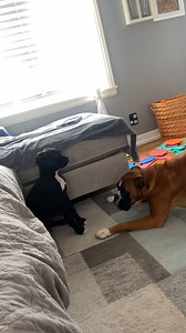 Boxer showdown: 10% tension, 90% wiggle butts 😂🐾 #BoxersOfTikTok #DogsofTikTok #PetsofTikTok #BuffaloBoxers #BoxerLife #BestFriends #FYP #Viral #BoxerDogs #CuteDogs #Boxers #BoxerPuppy #BoxerLove #Funny #BoxerDog #DogLove #CuteDog #Boxer #Silly #Standoff #DogShowdown #WiggleWar | Georgie The Singing Boxer