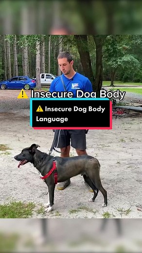 Understanding Stress and Anxiety in Dogs: Body Language Insights