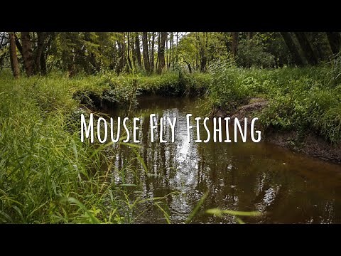 TOPWATER MOUSE Fly Fishing | Small Creek Fly Fishing for Brown Trout