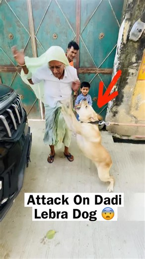 Street Dog Pluto on Instagram: "Danger Lebra Dog Attack On Dadi 😓"