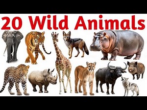 20 Wild Animals Names in English with Pictures | Jungle Animals for Kids | Learn Animal Names