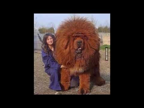 Giant Tibetan Mastif