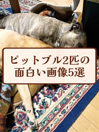 ピットブル2匹の面白い画像5選 #ピットブル #大型犬のいる生活 #多頭飼い
