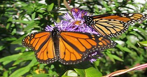 Monarch Butterfly Facts - Learn About Nature