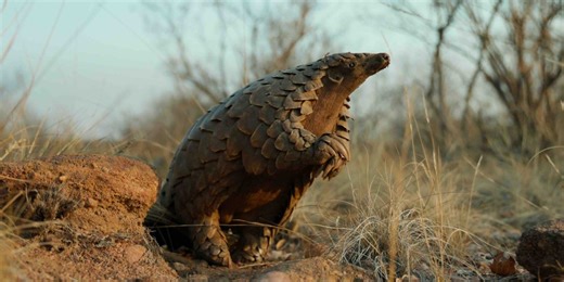 Pangolin: Kulu’s Journey – everything you need to know about the new Netflix documentary from the director of My Octopus Teacher | Discover Wildlife
