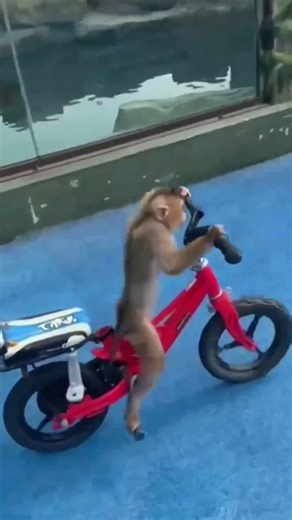 Macacos Engraçados #shorts