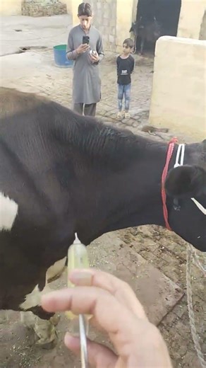 intramuscular injection #cow #animals #buffalo #viral