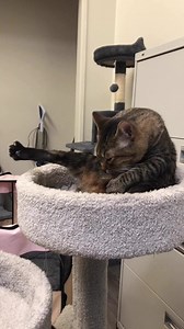 1.8K views · 112 reactions | Intense clean!! | Alley Cat Rescue Inc. | Facebook