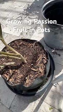 Growing Passion Fruits In Pots #gardening #foodforest #ediblegarden #passionfruit