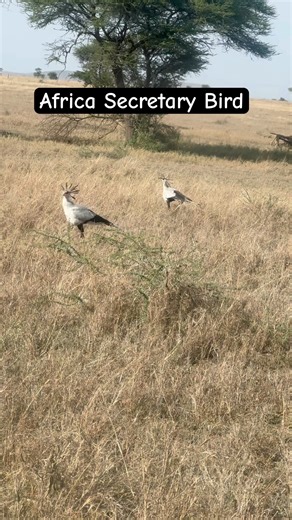 Two Majestic Secretary Birds Walking in Seronera | Serengeti Safari Moments #africawildlife