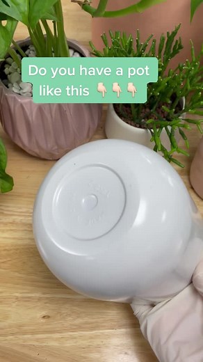 Succulent Care Guide for No-Drainage Pots