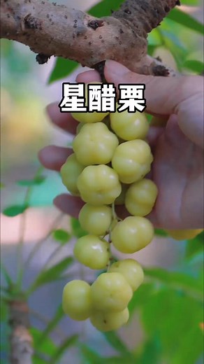 西印度醋栗 西印度醋栗也叫星醋栗，长得就像小星星一样非常可爱，一种在热带地区非常受欢迎的水果。#植物科普 #热带水果 #星醋栗#西印度醋栗#油甘果 | 冷暖自知-家常菜