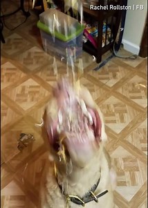 1.7M views · 7.8K reactions | It's raining cheese Hallelujah it's raining cheese By fb.com/rachel.rollston | 9GAG Cute | Facebook