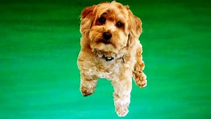 Dog animation in Starfall (2018 old video)