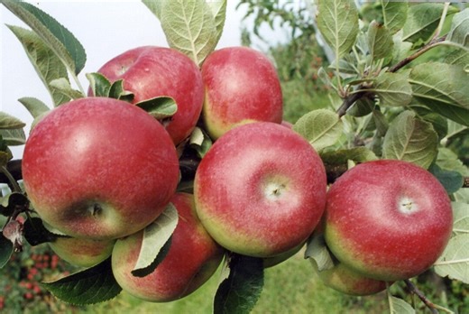 Honeycrisp Apple - Fruit Tree Scion Wood for Grafting (1-pack) - Etsy