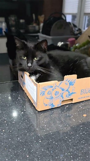 Why Cats Love Sleeping in Cardboard Boxes