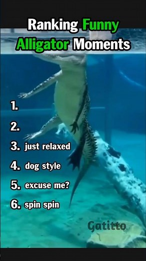 Ranking Funny Alligator Moments #animalvideos #funny #shorts #alligator