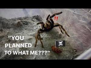 EUTHANIZING this TARANTULA would’ve been a HUGE MISTAKE ~ She RECOVERED !!!