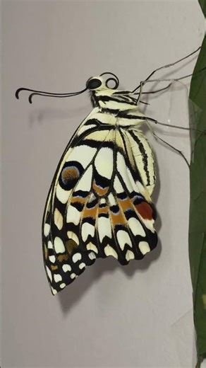 Every wing tells a story of patience, struggle, and beauty 🌿🦋 Lime Swallowtail butterfly eclosion 💚