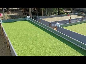 Azolla cultivation / farming