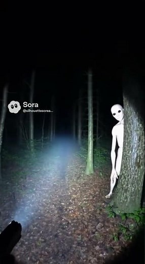 Forest Shape Behind the Trees