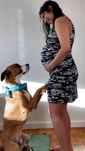 374K views · 12K reactions | People say you don't feel the same about your dog after having a baby.... We talked to this new mom to see if that's actually true! ❤️ Keep up with Ruchi, Zachary, Amlan and Pony on Instagram: thedo.do/ruchiandpony | The Dodo | Facebook