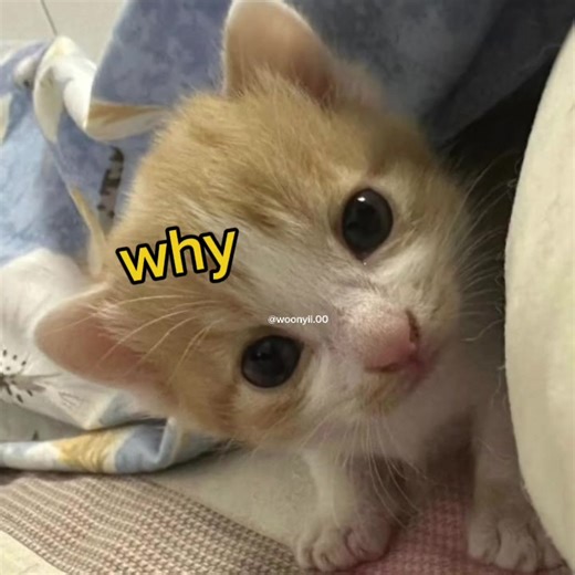 Hilarious Exploding Cat Meme Compilation