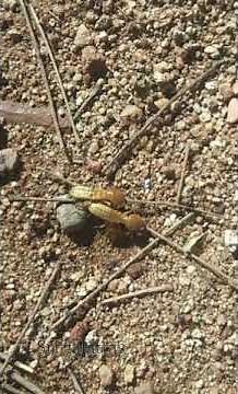 Termites (கறையான்) | Kariyan poochi | insects #shorts #Termites