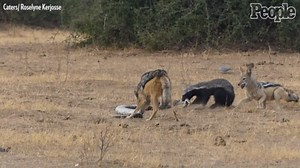 A Python, Honey Badger And A Pair Of Jackals Fight In Botswana