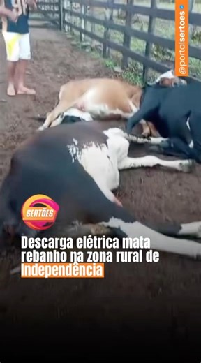 Electrical discharge kills livestock in rural area of ​​Independência.