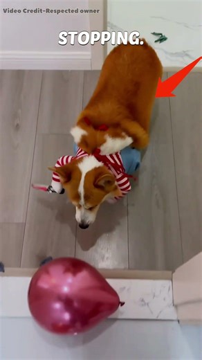 Dog Pops Balloons Fast #shorts