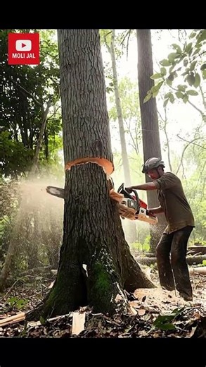 When Experience Meets Danger – Epic Tree Felling! #chainsaw #tree #shorts