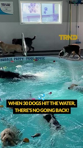 10K views · 41 reactions | Pool party time at doggy daycare  | TRND | Facebook