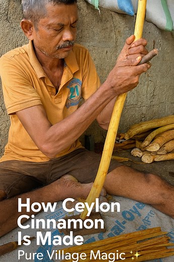 You’ve Never Seen Cinnamon Like This Before! 😳🔥 Experience the authentic process of making Pure Ceylon Cinnamon, straight from a Sri Lankan village. No machines. No shortcuts. Just real hands, real skill, and real nature. 🌿🔥 From peeling to rolling, every step is a craft passed down through generations. Watch till the end — the transformation is magical! ✨ Follow for more Village Life • Nature • Sri Lankan Culture 🌍 #CeylonCinnamon #SriLanka #VillageLife #TraditionalSkills #NaturalProcess #