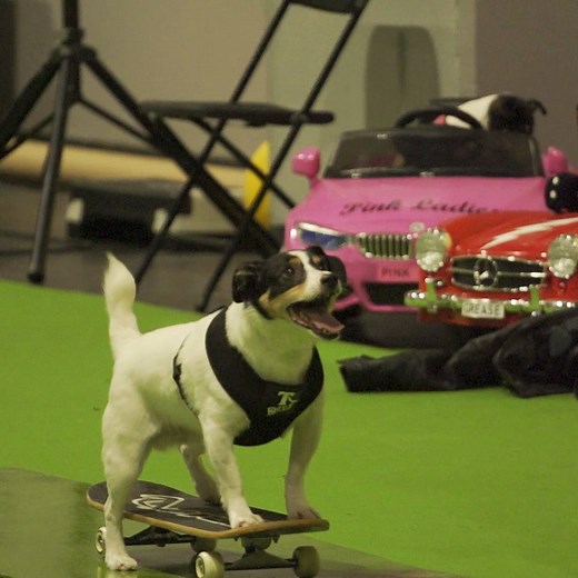 These dogs are seriously talented terriers! Meet record-breaking Jack Russells Jacob and Jessica and their trainer Rachael 🐶🏅 | Guinness World Records
