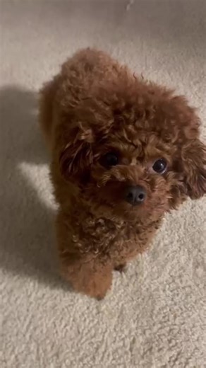 😁 i can imagine im beautiful this day!!!. #poodle #adoption