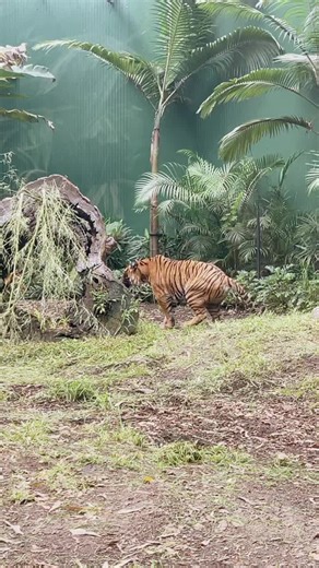 Protecting Australia's Tigers in Their Natural Habitat