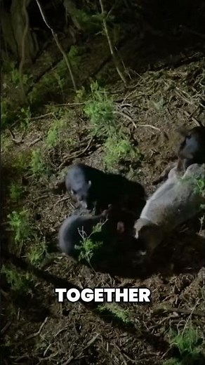 Tasmanian Devils: Cannibalistic Feast in the Wild!