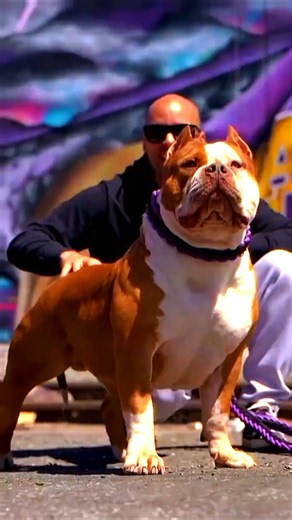#Pitbull #AmericanPitbull #DogLovers #PitbullPuppy #DangerousDogs #CuteDogs #DogTraining