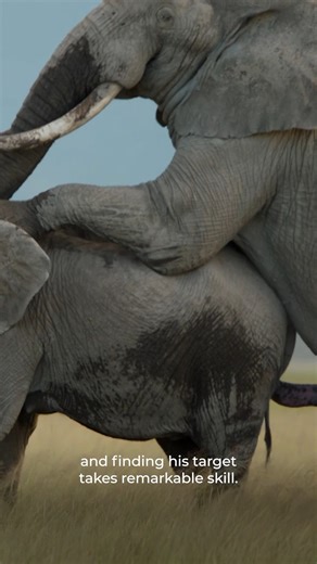 Nature on Instagram: "Young elephants watch and learn what it takes to mate... 👀"