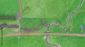 Girl farmer herding cattle livestock on a ranch in texas america